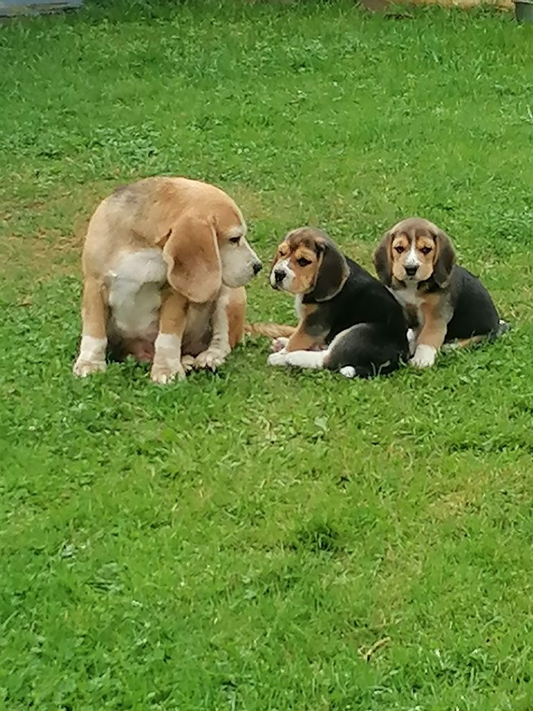 chiot Beagle De L écho Du Prieuré