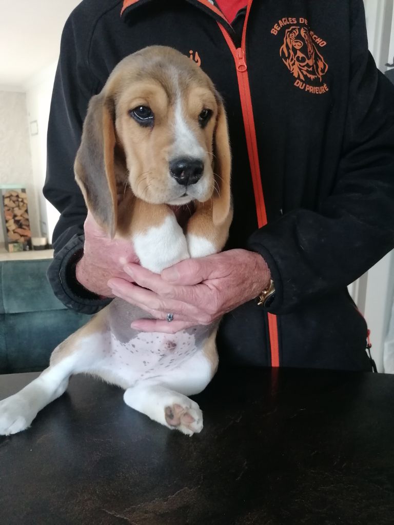 De L écho Du Prieuré - Chiot disponible  - Beagle