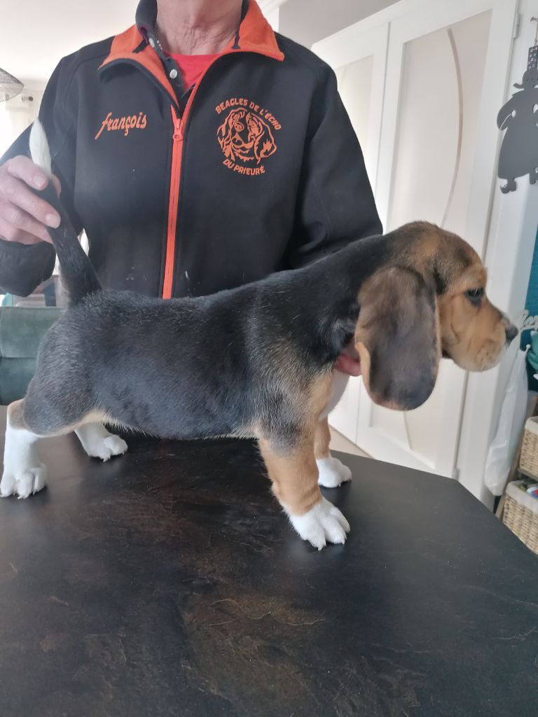 De L écho Du Prieuré - Chiot disponible  - Beagle