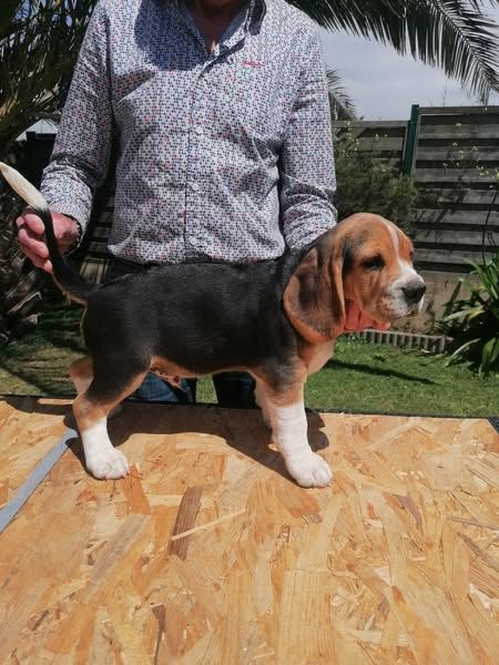 De L écho Du Prieuré - Chiots disponibles - Beagle