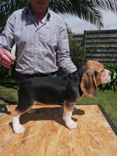 De L écho Du Prieuré - Chiots disponibles - Beagle